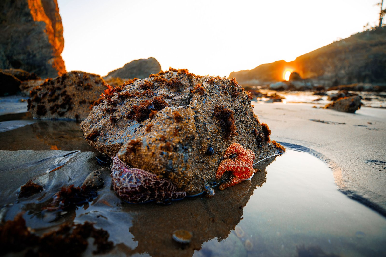 Opioid Crisis is so Widespread it’s Affecting Ocean Life